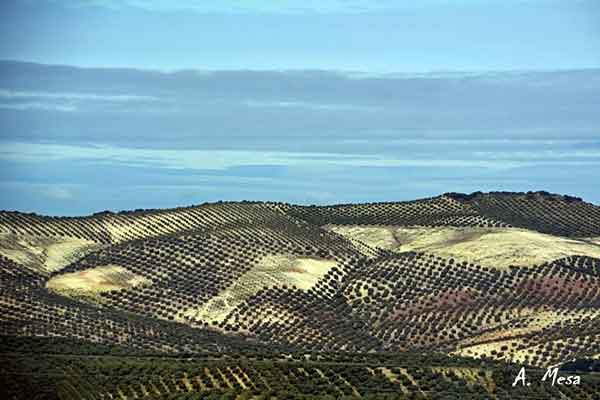  agricultura y huertas de Cabra, Córdoba