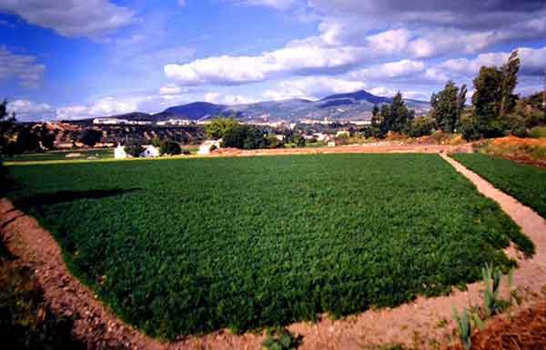 Fotos agricultura y huertas de Cabra, Córdoba