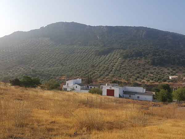 Agricultura, olivar, viña, huertas de Cabra