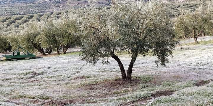  relacionadas con la agricultura de Cabra, Córdoba