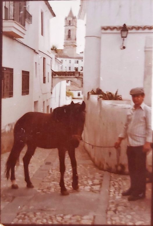 caballos, burros, mulos yuntas, caballerias bueyes, toros de Cabra Córdoba