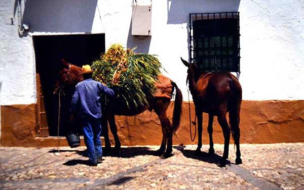  caballos, burros, yuntas, toros, carros de Cabra Córdoba