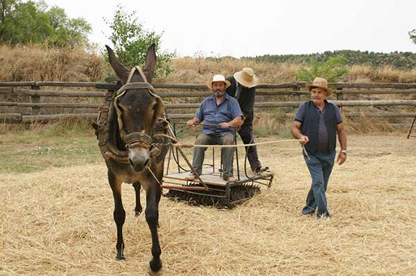 fotos caballos, burros, yuntas, toros, carros de Cabra Córdoba