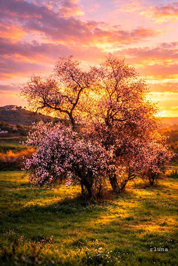 pediente de insertar