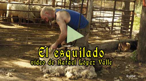 fotografías relacionadas con la ganadería en Cabra de Córdoba.
