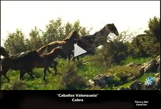 video de la ganadería Valenzuela en Cabra de Córdoba.