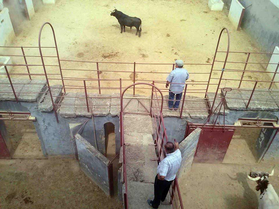 fotografías de la fiesta de los toros en Cabra